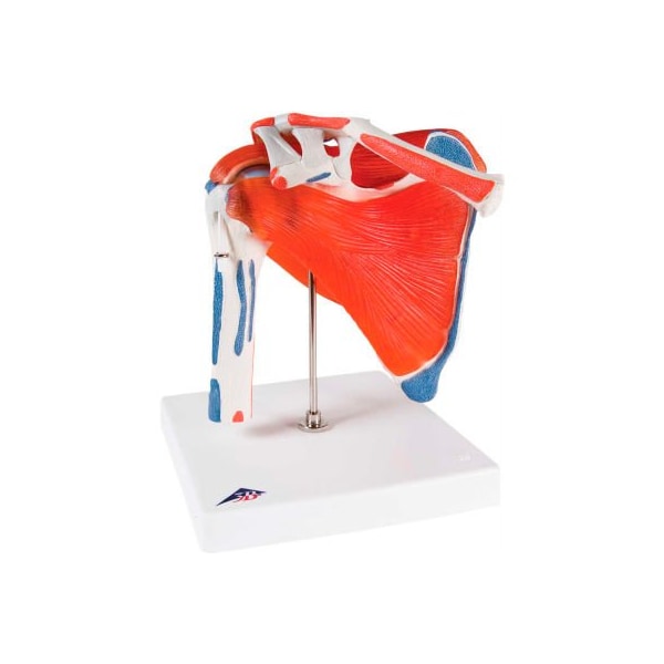 3B Anatomical Model - Shoulder Joint with Rotator Cuff
